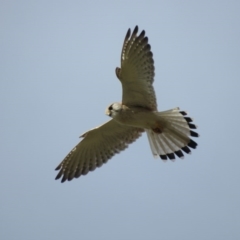 Falco cenchroides (Nankeen Kestrel) at Campbell, ACT - 29 Sep 2017 by YellowButton