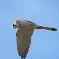 Falco cenchroides at Campbell, ACT - 29 Sep 2017