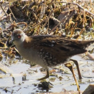 Zapornia pusilla at Fyshwick, ACT - 29 Sep 2017