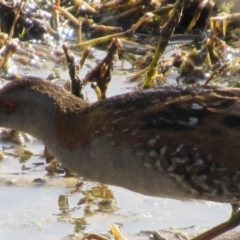 Zapornia pusilla at Fyshwick, ACT - 29 Sep 2017