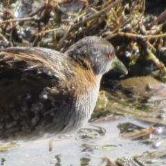 Zapornia pusilla at Fyshwick, ACT - 29 Sep 2017