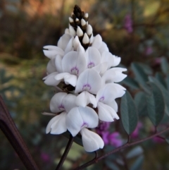 Indigofera australis subsp. australis (Australian Indigo) at Belconnen, ACT - 26 Sep 2017 by CathB