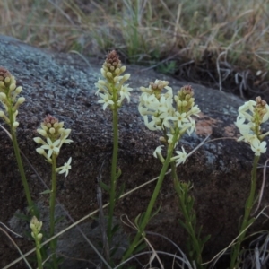 Stackhousia monogyna at Molonglo River Reserve - 25 Sep 2017 07:18 PM