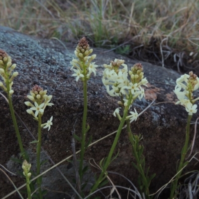 Stackhousia monogyna (Creamy Candles) at Molonglo River Reserve - 25 Sep 2017 by michaelb