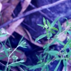 Persicaria prostrata (Creeping Knotweed) at Banks, ACT - 28 Jan 2001 by michaelb