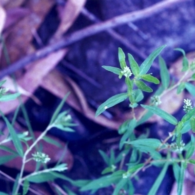 Persicaria prostrata (Creeping Knotweed) at Banks, ACT - 28 Jan 2001 by michaelb