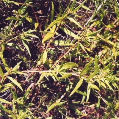 Persicaria prostrata (Creeping Knotweed) at Tuggeranong Hill - 14 Jan 2000 by michaelb