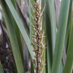 Lomandra longifolia (Spiny-headed Mat-rush, Honey Reed) at Molonglo Valley, ACT - 25 Sep 2017 by michaelb