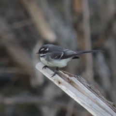 Rhipidura albiscapa (Grey Fantail) at Molonglo River Reserve - 25 Sep 2017 by michaelb
