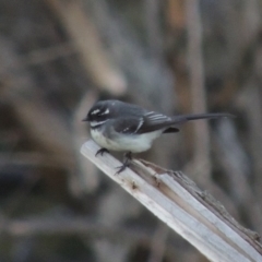 Rhipidura albiscapa (Grey Fantail) at Molonglo Valley, ACT - 25 Sep 2017 by MichaelBedingfield