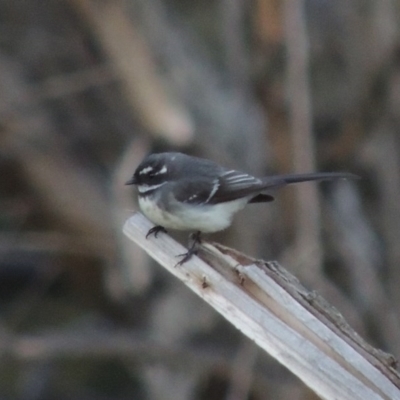 Rhipidura albiscapa (Grey Fantail) at Molonglo River Reserve - 25 Sep 2017 by michaelb
