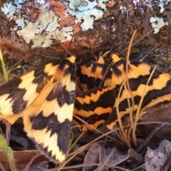 Termessa shepherdi (Shepherd's Footman) at Wandiyali-Environa Conservation Area - 30 Sep 2017 by Wandiyali