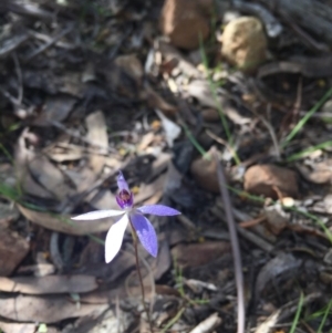 Cyanicula caerulea at Cotter River, ACT - suppressed