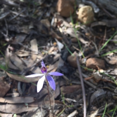Cyanicula caerulea (Blue Fingers, Blue Fairies) at Cotter River, ACT - 1 Oct 2017 by RichardMilner