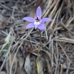 Glossodia major (Wax Lip Orchid) at Aranda, ACT - 26 Sep 2017 by CathB