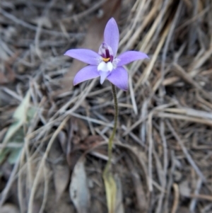 Glossodia major at Aranda, ACT - 26 Sep 2017