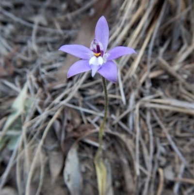 Glossodia major (Wax Lip Orchid) at Aranda, ACT - 26 Sep 2017 by CathB