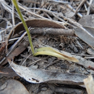 Glossodia major at Aranda, ACT - 26 Sep 2017