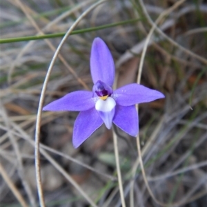 Glossodia major at Aranda, ACT - 26 Sep 2017