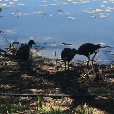 Porphyrio melanotus (Australasian Swamphen) at Commonwealth & Kings Parks - 1 Oct 2017 by Quantumcat