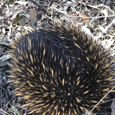 Tachyglossus aculeatus (Short-beaked Echidna) at Majura, ACT - 1 Oct 2017 by AaronClausen