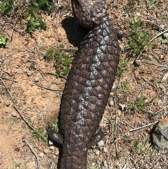 Tiliqua rugosa (Shingleback Lizard) at Mount Ainslie - 1 Oct 2017 by AaronClausen