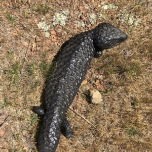 Tiliqua rugosa at Canberra Central, ACT - 1 Oct 2017