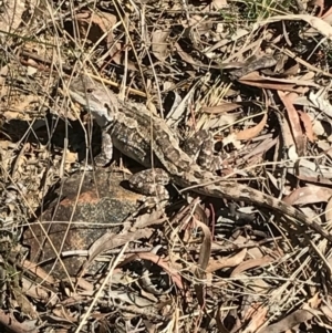 Amphibolurus muricatus at Canberra Central, ACT - 1 Oct 2017