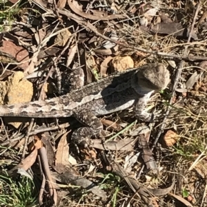 Amphibolurus muricatus at Canberra Central, ACT - 1 Oct 2017 12:18 PM