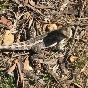 Amphibolurus muricatus at Canberra Central, ACT - 1 Oct 2017 12:18 PM