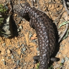 Tiliqua rugosa at Canberra Central, ACT - 1 Oct 2017