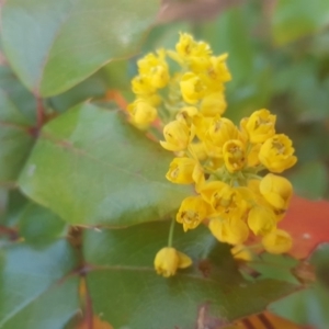 Berberis aquifolium at Isaacs, ACT - 1 Oct 2017 12:36 PM