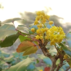 Berberis aquifolium at Isaacs, ACT - 1 Oct 2017 12:36 PM