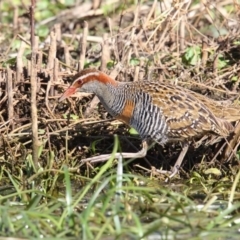 Gallirallus philippensis (Buff-banded Rail) at Pambula, NSW - 30 Sep 2017 by Leo