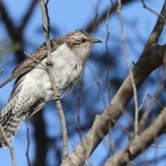 Cacomantis pallidus (Pallid Cuckoo) at Pambula, NSW - 30 Sep 2017 by Leo