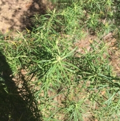 Cassinia longifolia (Shiny Cassinia, Cauliflower Bush) at Merimbula, NSW - 10 Sep 2017 by Carine