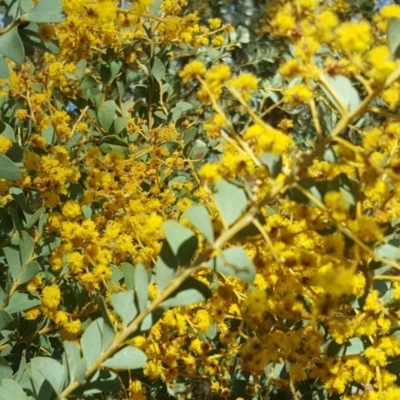 Acacia cultriformis (Knife Leaf Wattle) at O'Malley, ACT - 1 Oct 2017 by Mike