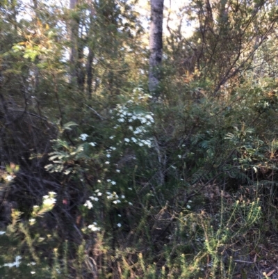 Ricinocarpos pinifolius (wedding bush) at Tura Beach, NSW - 1 Oct 2017 by Carine