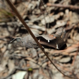 Pinara undescribed species near divisa at Belconnen, ACT - 1 Oct 2017 02:09 PM