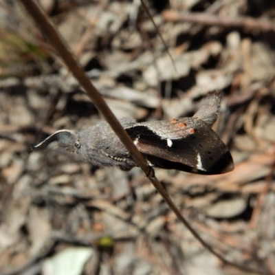 Pinara undescribed species near divisa at Belconnen, ACT - 1 Oct 2017 by CathB