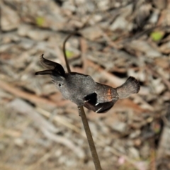 Pinara undescribed species near divisa at Belconnen, ACT - 1 Oct 2017 02:09 PM