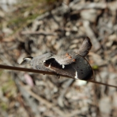 Pinara undescribed species near divisa at Belconnen, ACT - 1 Oct 2017 02:09 PM