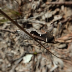 Pinara undescribed species near divisa at Belconnen, ACT - 1 Oct 2017 02:09 PM