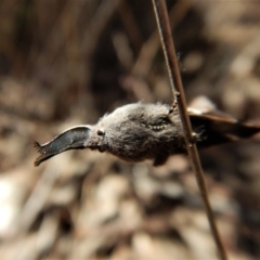 Pinara undescribed species near divisa at Belconnen, ACT - 1 Oct 2017 02:09 PM