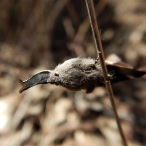 Pinara undescribed species near divisa at Belconnen, ACT - 1 Oct 2017 02:09 PM