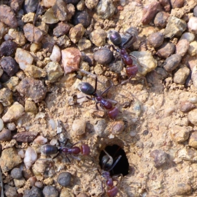 Iridomyrmex purpureus (Meat Ant) at National Arboretum Forests - 1 Oct 2017 by JanetRussell