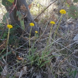 Craspedia sp. at O'Malley, ACT - 1 Oct 2017