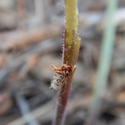 Psychidae (family) IMMATURE (Unidentified case moth or bagworm) at Aranda Bushland - 1 Oct 2017 by CathB