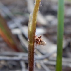 Psychidae (family) IMMATURE at Aranda, ACT - 1 Oct 2017 03:05 PM