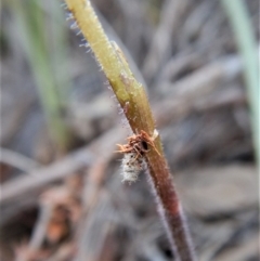 Psychidae (family) IMMATURE at Aranda, ACT - 1 Oct 2017 03:05 PM